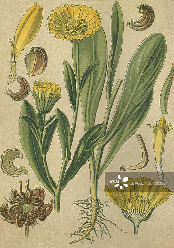 药用植物金盏花（Calendula officinalis）历史彩色石印，1880年图片素材