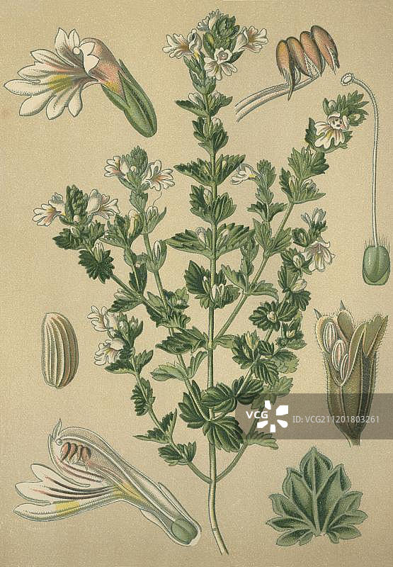 小米草（药用植物），1880年历史彩色石印图片素材