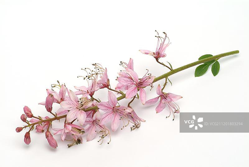 白鲜，药用植物图片素材