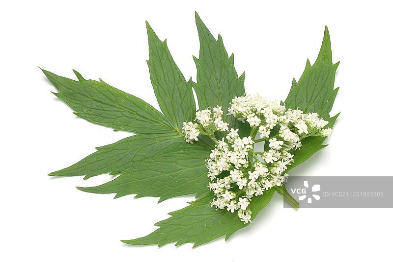 缬草或全草药（Valeriana officinalis），药用植物，草药图片素材