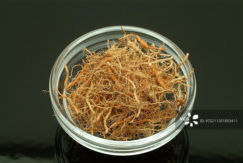 玻璃碗中的干香根草，药用植物图片素材