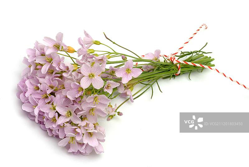 豆瓣菜（Cardamine pratense），药用植物图片素材