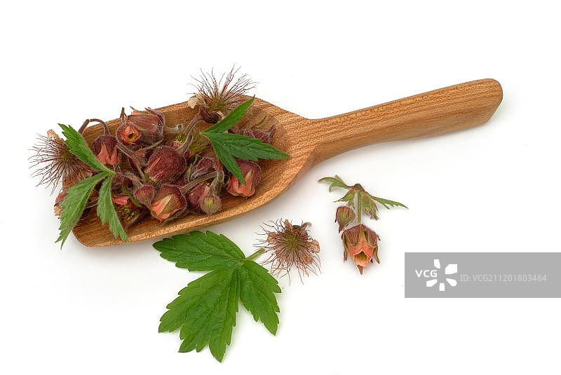 水杨梅或紫色杨梅(Geum rivale)，药用植物图片素材