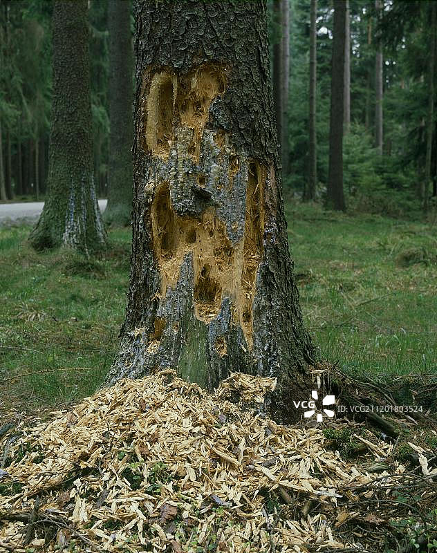 受到树皮甲虫（Scolytinae）损害的树木图片素材