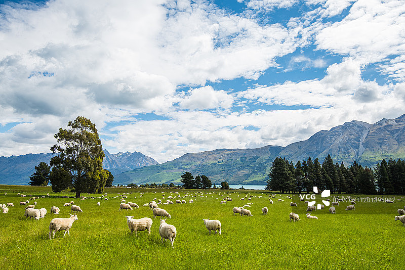 新西兰南岛的雪山与牧场图片素材