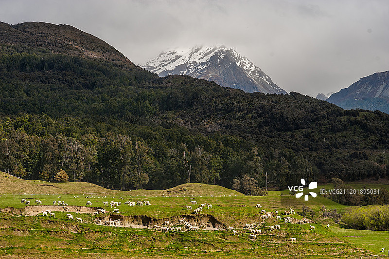 新西兰南岛库克雪山及牧场图片素材