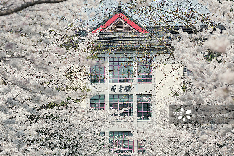 南林樱花图片素材