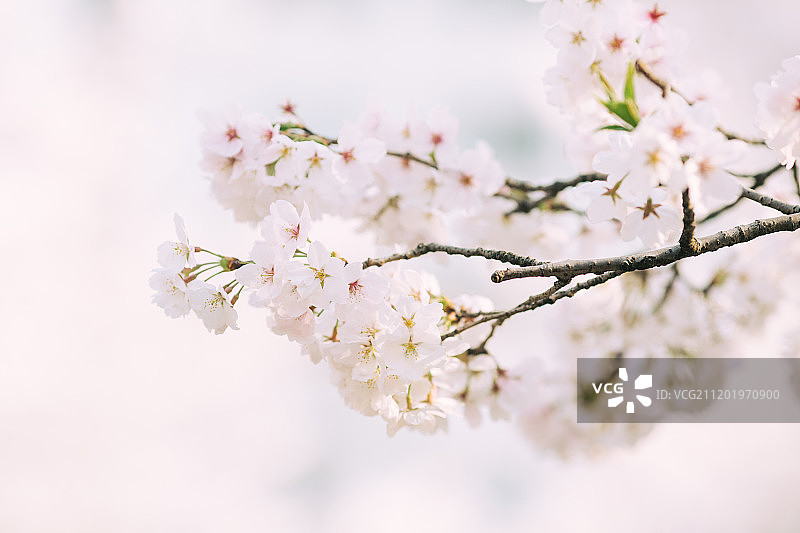 南林樱花图片素材