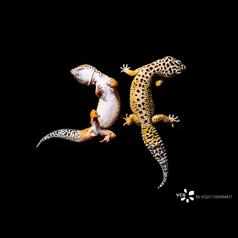 豹纹守宫图片素材