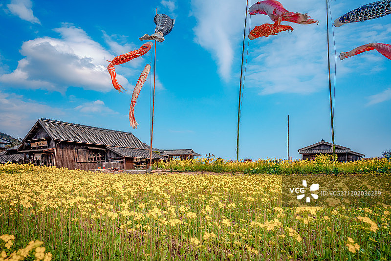 日本香川油菜花田图片素材