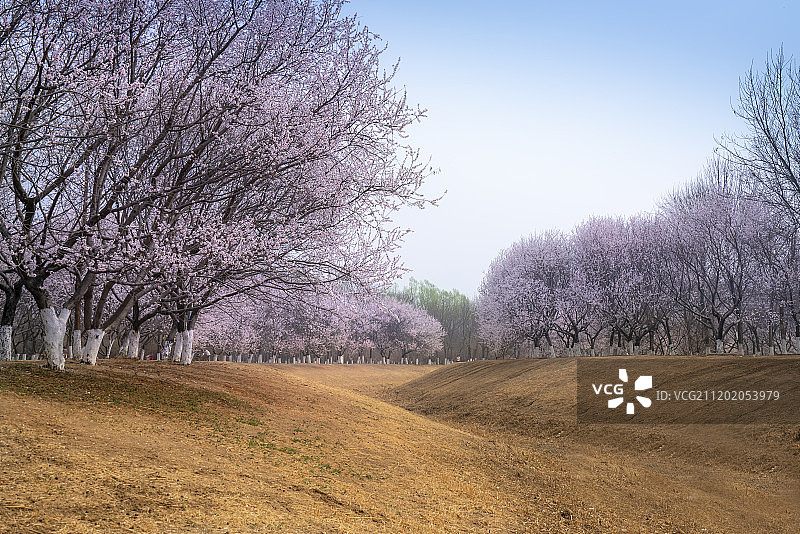 北京奥林匹克森林公园桃花林图片素材