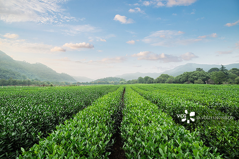 春天里的绿色茶园图片素材