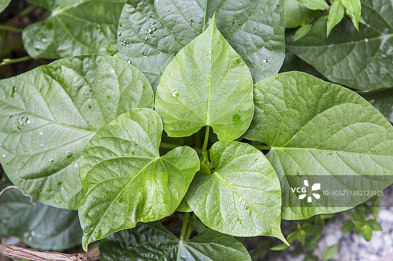 地瓜叶植物图片素材