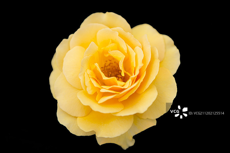 玫瑰花图片素材