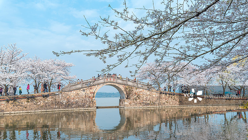 鼋头渚樱花图片素材