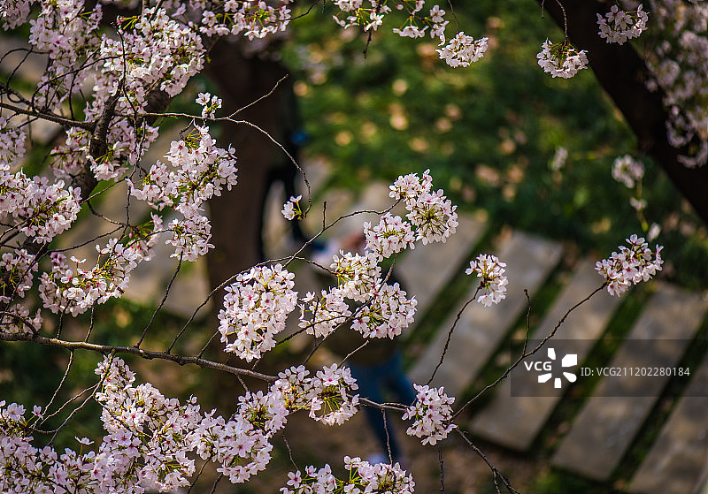 东南大学前工院最美樱花教室图片素材