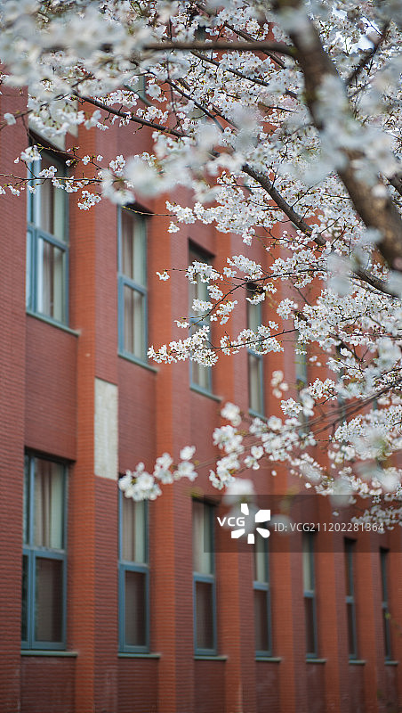 南大仙林校区樱花图片素材