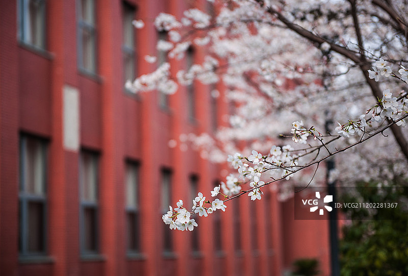 南大仙林校区樱花图片素材