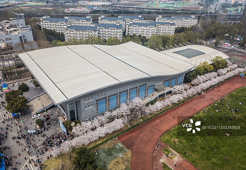 南京林业大学樱花图片素材