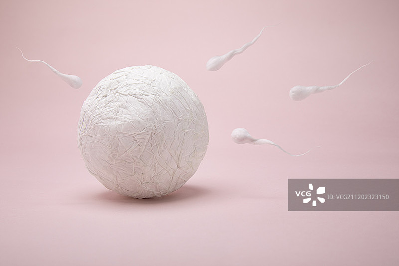 精子与 卵子图片素材