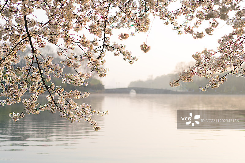 杭州西湖苏堤日出的樱花图片素材