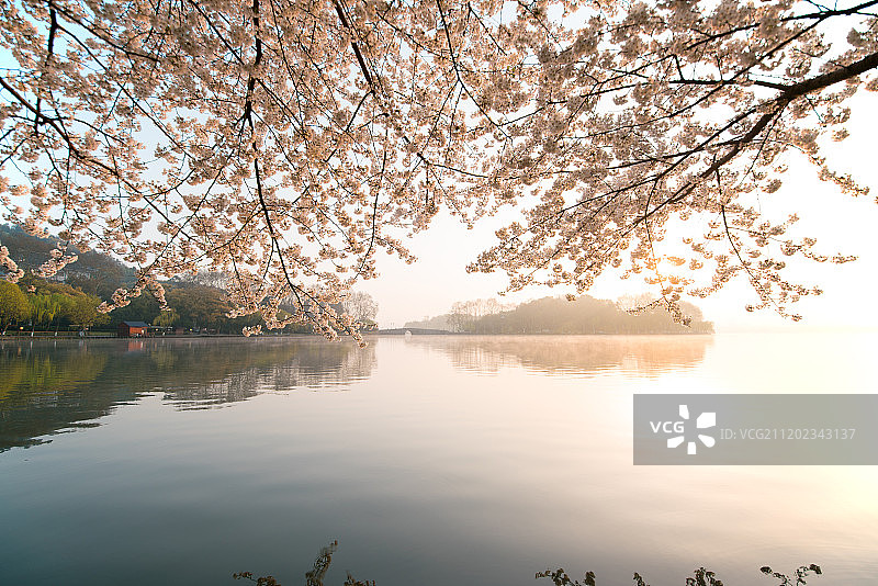 杭州西湖苏堤日出的樱花图片素材
