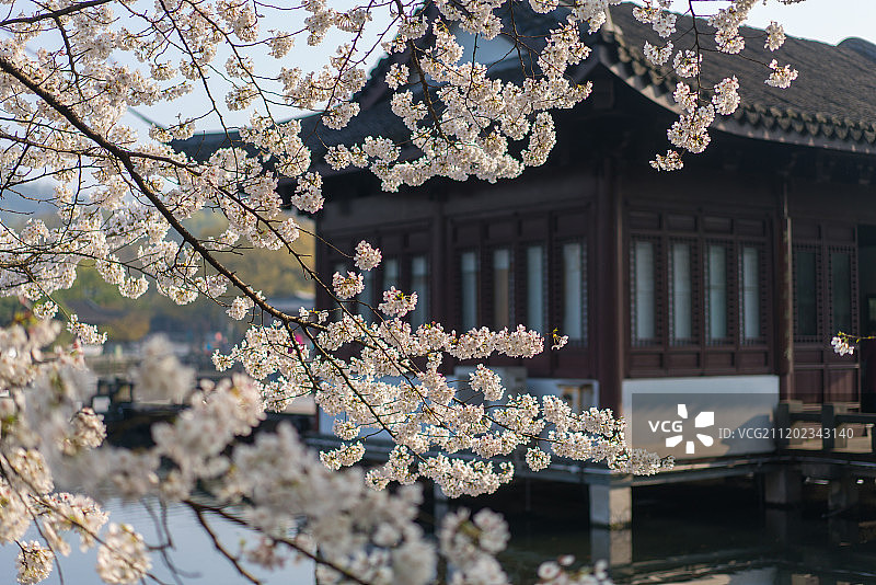杭州曲院风荷古建筑与樱花图片素材