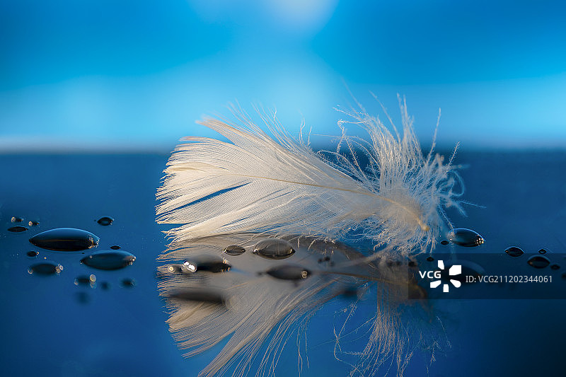 羽毛特写图片素材