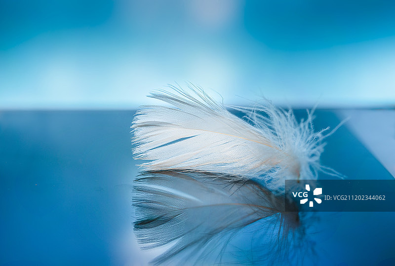 静物羽毛特写图片素材
