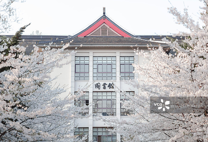 南京林业大学樱花节图片素材