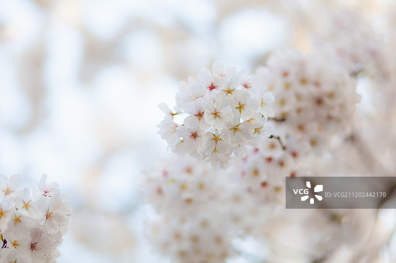 南京林业大学樱花节图片素材