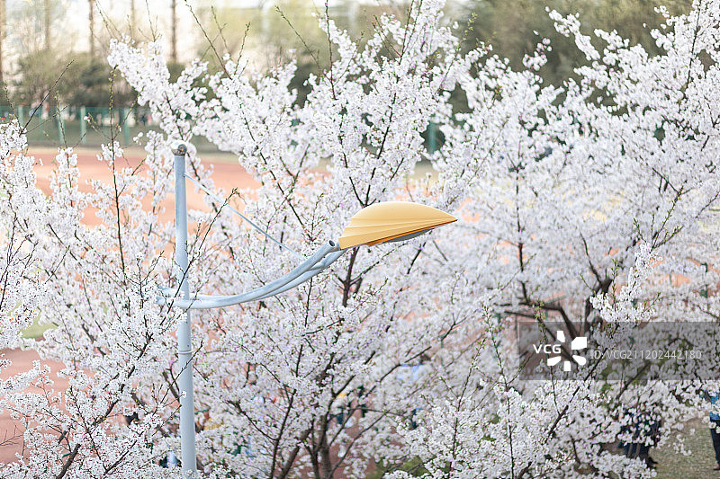 南京林业大学樱花节图片素材