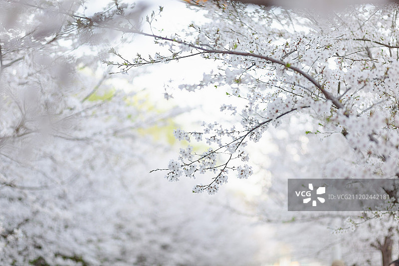 南京林业大学樱花节图片素材