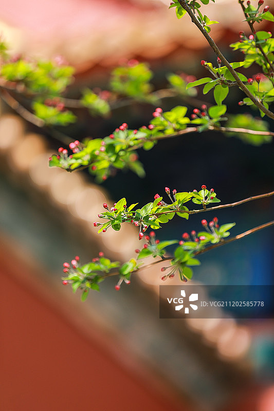 春分 故宫图片素材