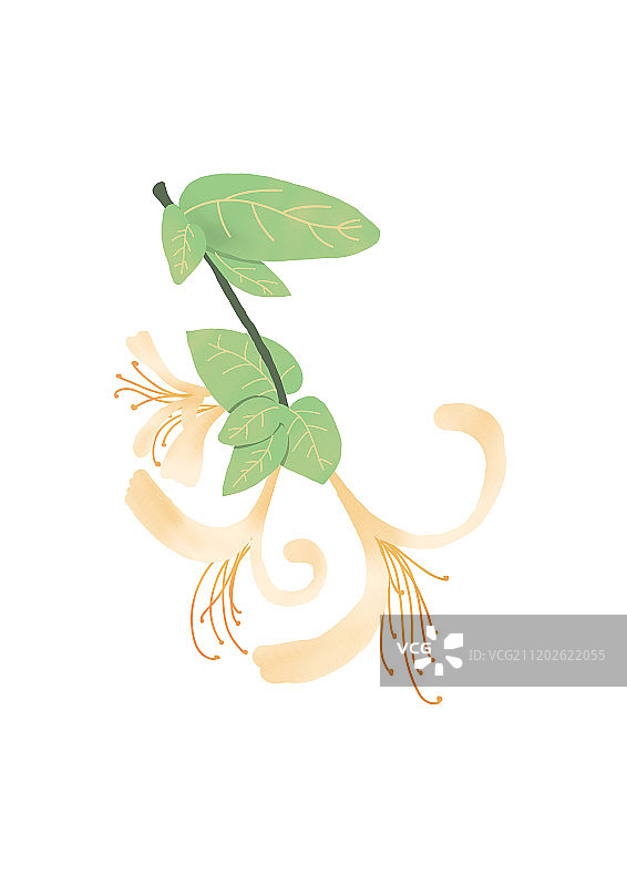 金银花图片素材