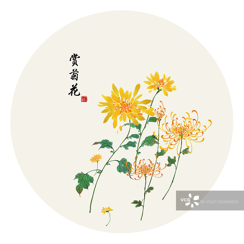 重阳节习俗赏菊花图片素材