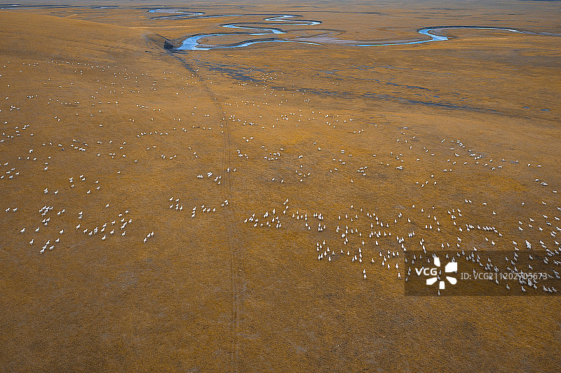 航拍牧羊群图片素材