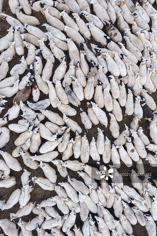 航拍牧羊群图片素材