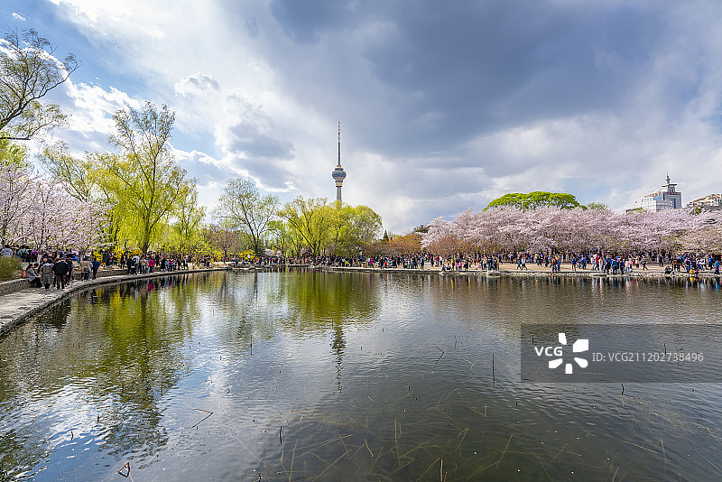 北京玉渊潭公园春季樱花节图片素材