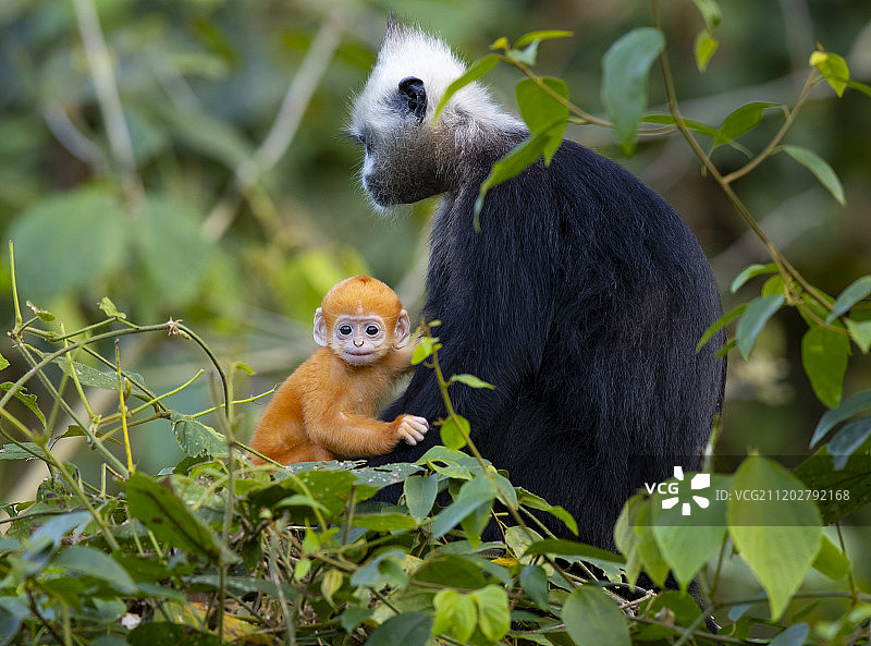 广西崇左户外的猴子图片素材