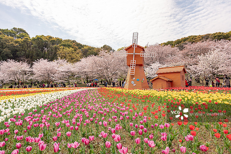 苏州上方山的春日盛景图片素材