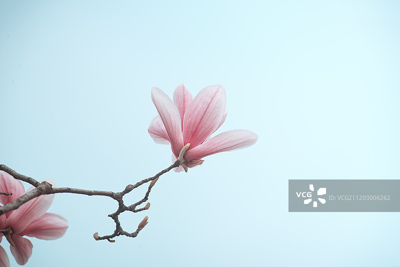 玉兰花图片素材