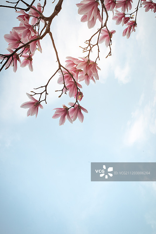 magnolia branch图片素材