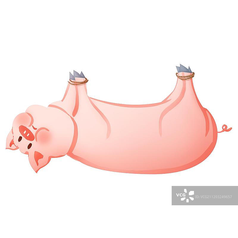 被绑着的猪图片素材