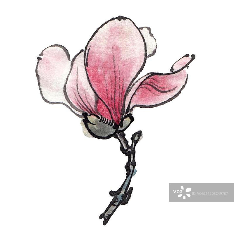 春季的美丽花朵玉兰图片素材