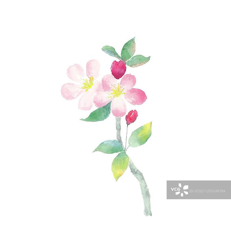 水彩手绘海棠花图片素材