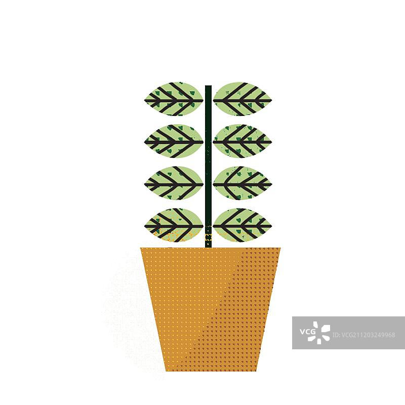 植物盆栽图片素材