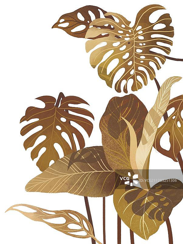 龟背竹图片素材