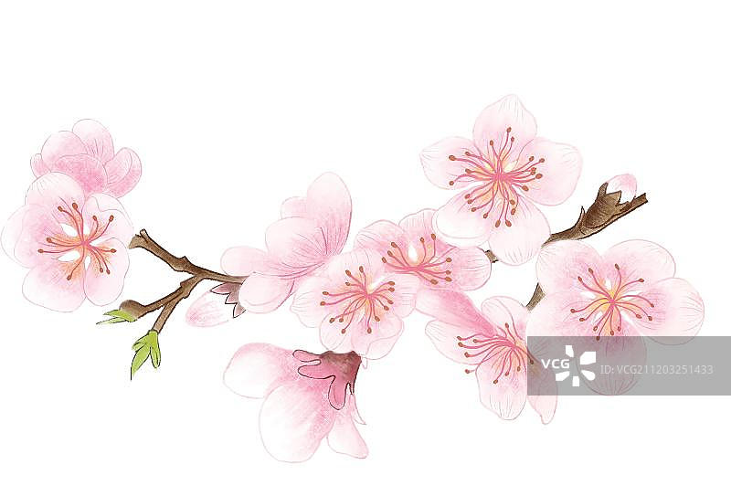 春天里的桃花图片素材