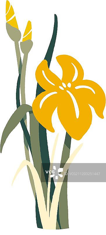 清新的鸢尾花图片素材